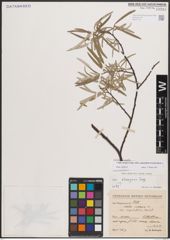 Foto von Salix eleagnos subsp. angustifolia (Cariot) Rech. f.